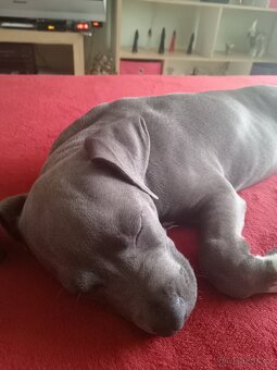 Stěně stafordšírský bulterier bez papíru - 4