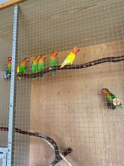 Agapornis fischeri-přírodní - 4