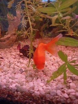 Prodám  zavojnatky - 4