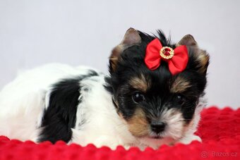 biewer yorkshire terrier s PP - 4