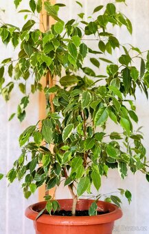 Fíkus Ficus benjamina Golden King/Twilight, březový fík 1m - 4