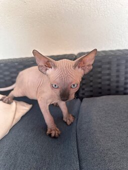 Kanadský Sphynx s průkazem původu - 4