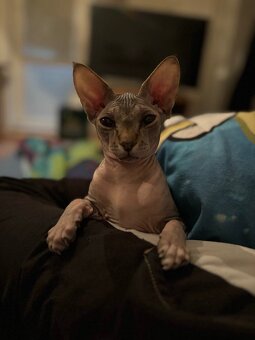 Prodám kočky sphynx - 4