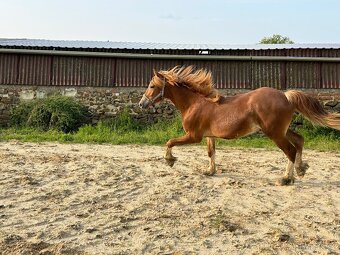 welsh cob D válašek - 4