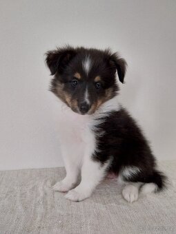 Sheltie,  šeltia- šteniatka s PP ( FCI) - 4