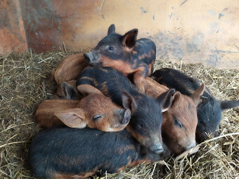 Mangalica - 4