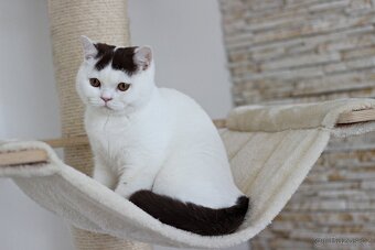 Britská koťátka s PP - 4