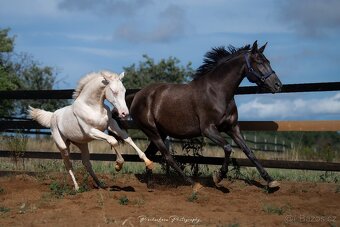 8letá chovná zdravá vranka ST v PK KK, CS - 4