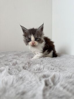 Mainská mývalí koťata s PP - 4