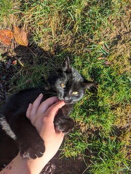 Koťátka k adopci - 7 měsíců - 4