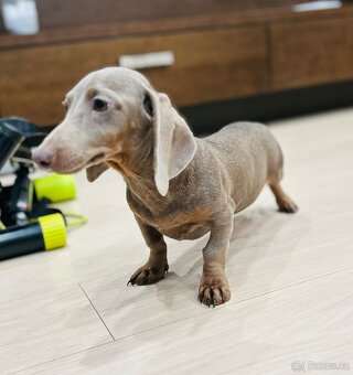 Jezevčík trpasličí - 4