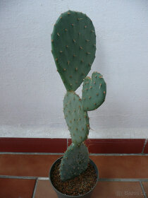 Mrazuvzdorné opuncie - 4