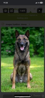 Belgický ovčák Malinois - 4