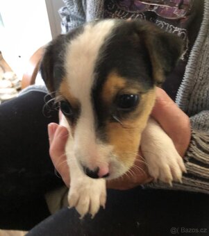 Jack russel teriér - 4