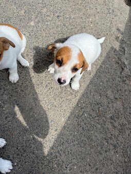 Jack Russell terier - 4