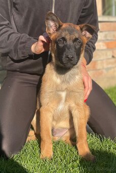 Belgický ovčák- Malinois s PP - 4