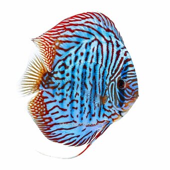 Prodej akvarijních živočichů z celého světa - 4