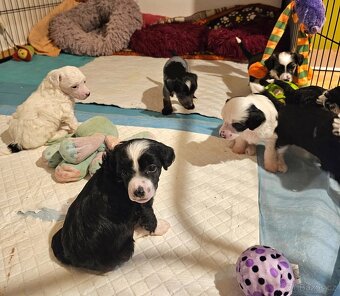 ČÍNSKÝ CHOCHOLATÝ PES/labutěnka/naháč - 4