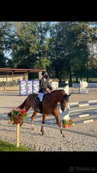 Charakterní kobylka - 4