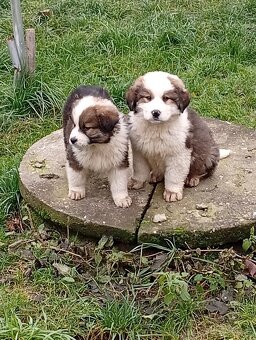 Bernardýn x neznámý - 4