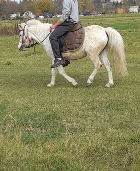 Predam jazdecku welsh pony kobylu - 4