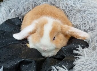 Zakrslý beránek F1 - 4