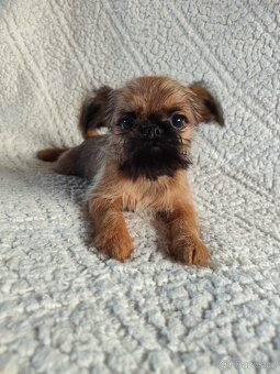 Bruselský grifonek - 4