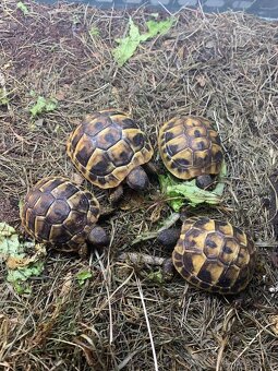 Želva zelenavá - Testudo hermanii - 4