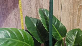 Philodendron imperial green - 4