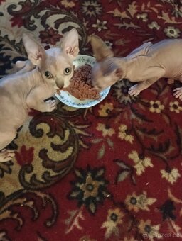 Sphynx koťátka - 4