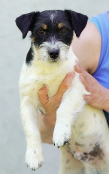 Jack Russell Terrier tricolor s PP FCI - 4