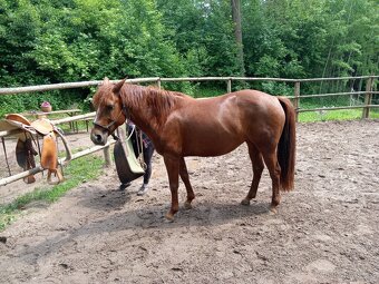 Kobylka Quarter horse kvh 148cm - 4
