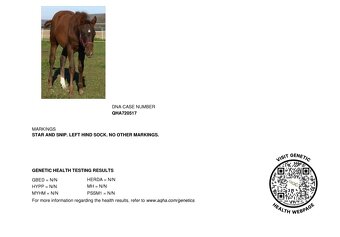 Quarter Horse 1,5 ročná kobylka po JAC O RIMA - 4