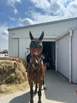 Top valach do sportu - 4