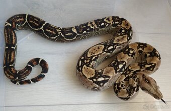 Boa imperator - DH Leopard VPI T+ Albino - 4