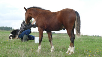 Welsh pony of cob type, sekce C - 4