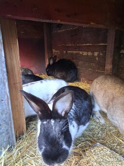 Králíci k prodeji - 4