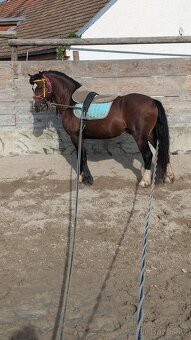 Prodáme valáška welsh mountain pony sekce A - 4