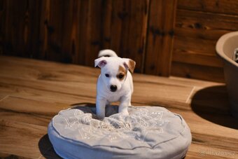 Jack Russell Terrier FCI - 4