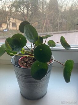 Pokojová rostlina pilea - 4