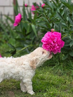 Italský vodní pes s PP - Lagotto romagnolo - 4