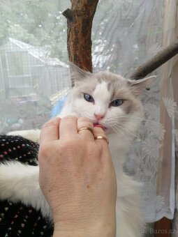 Ragdoll - 4