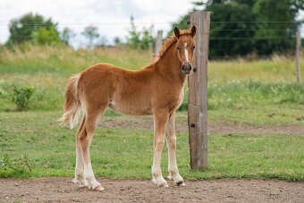 Welsh cob klisna - 4