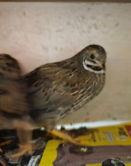 Křepelka čínská - 4