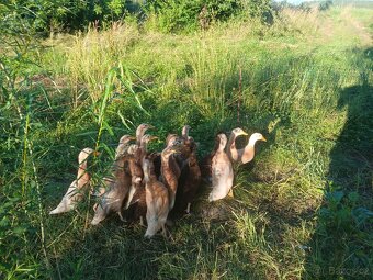 Kachny ruánské a saské - 4