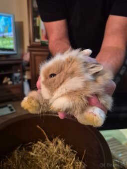 Zakrslý králíček Teddy - 4