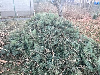 Borovicové chvojí - čerstvé voňavé - 4