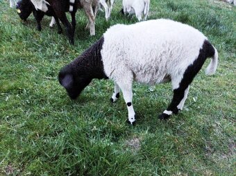 Jehničky 75% Dorper, jehnice, ovce - 4