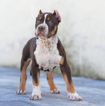 American bully xl, pitbull xxl merle tricolor - 4