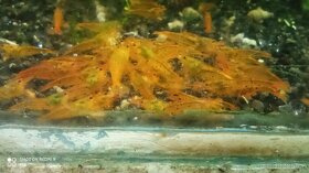 (NEDOSTUPNÉ ) Caridina tangerine tiger - 4